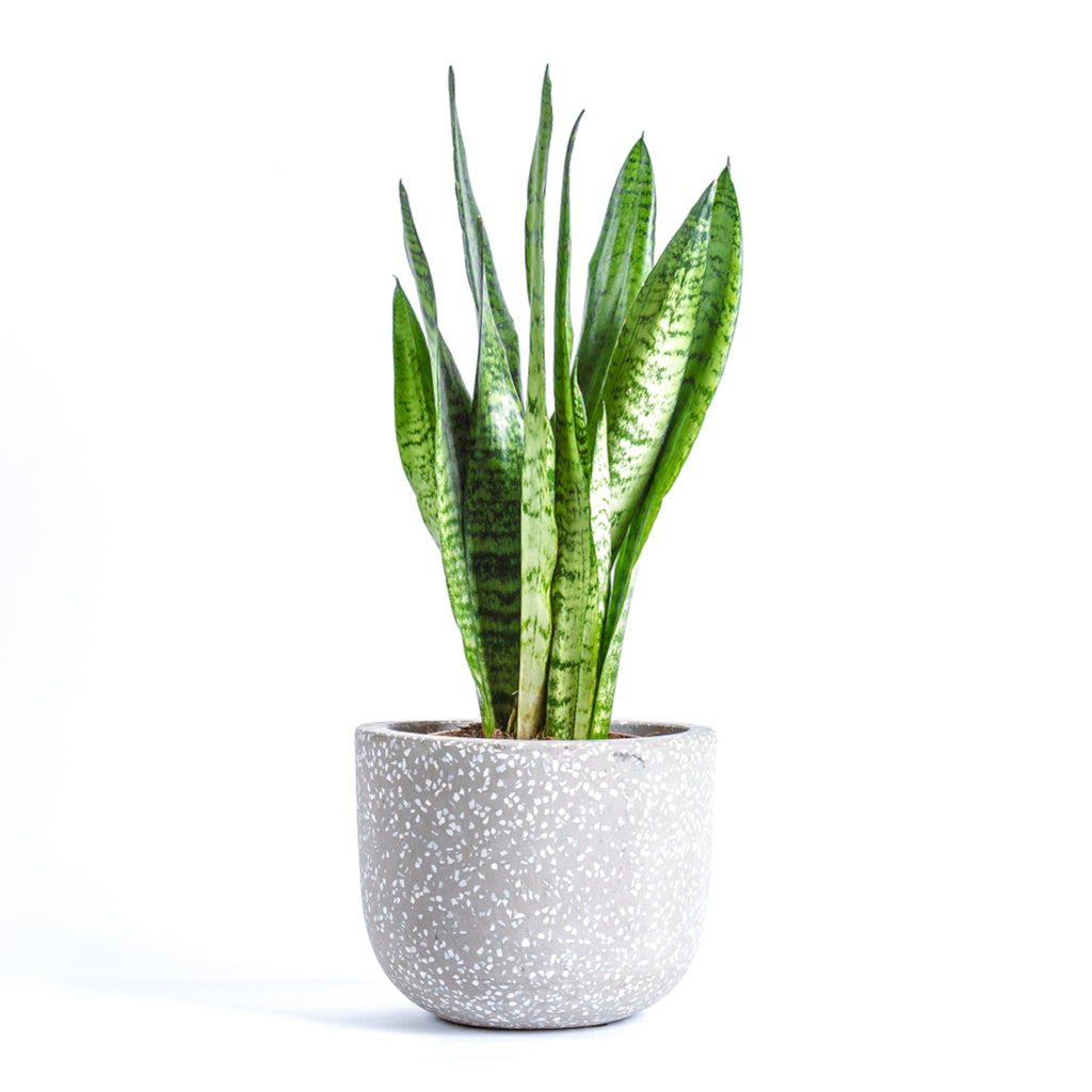 Snake plant