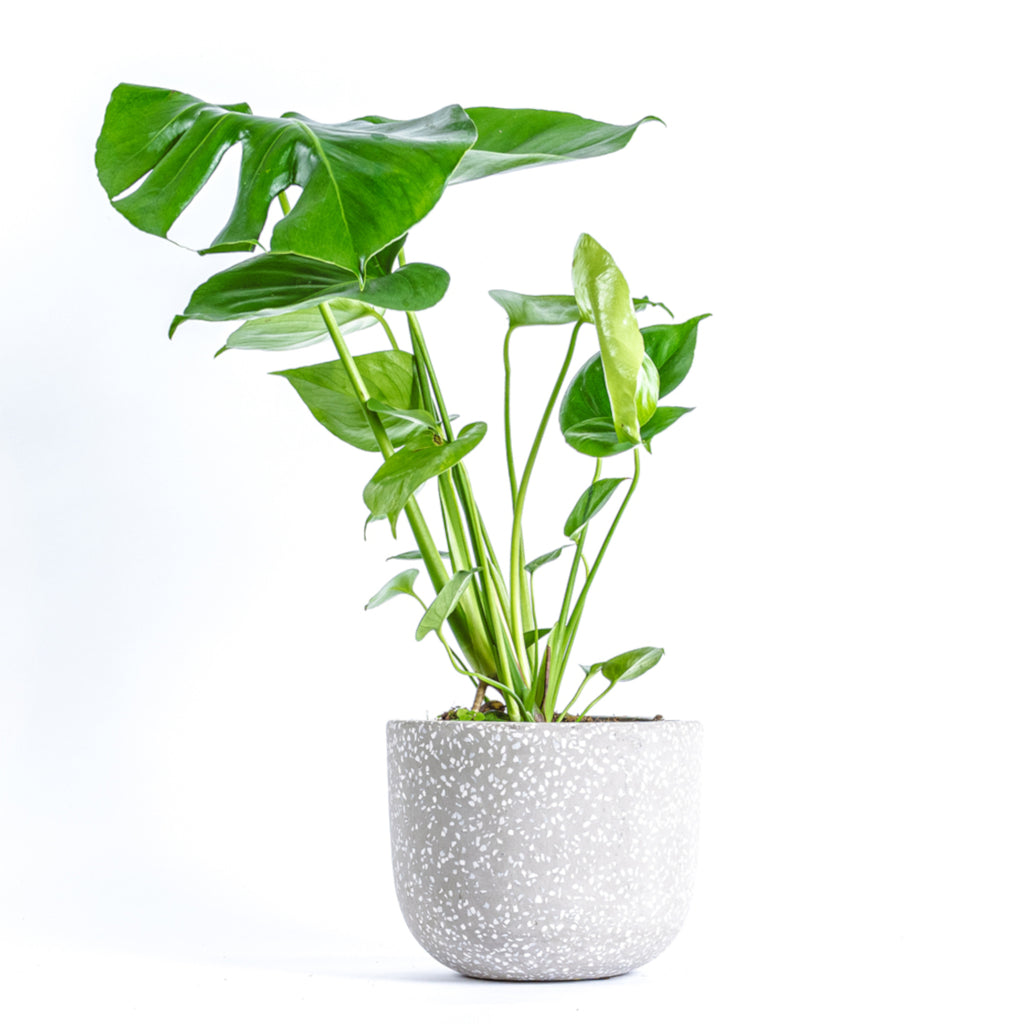 Swiss Cheese Plant - Monstera Deliciosa