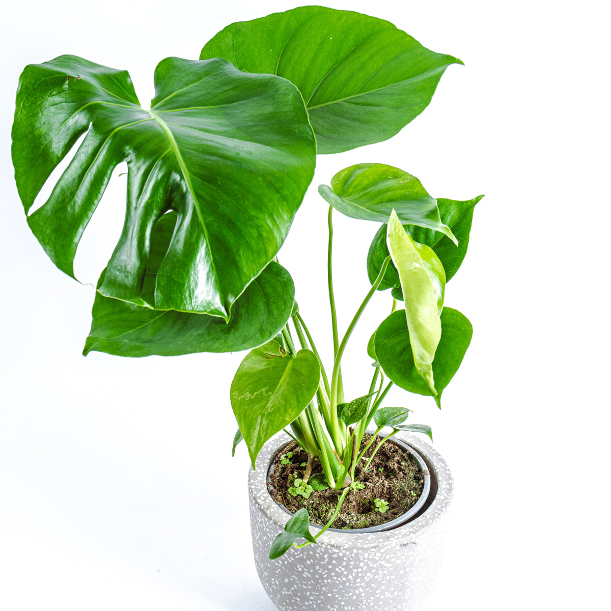 Swiss Cheese Plant - Monstera Deliciosa