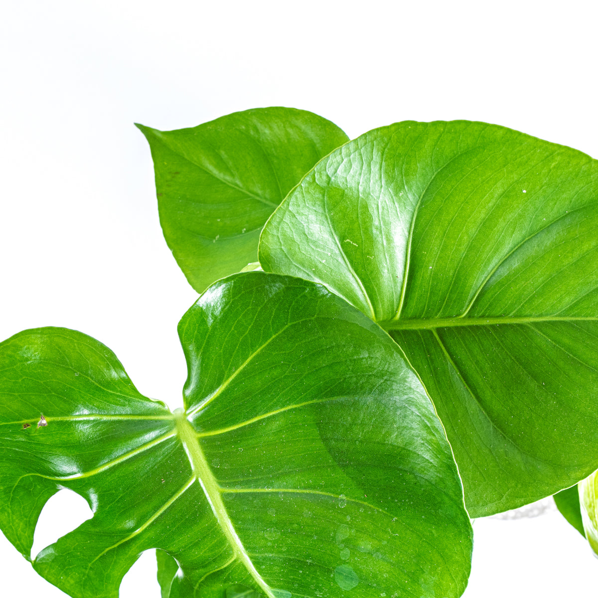Swiss Cheese Plant - Monstera Deliciosa