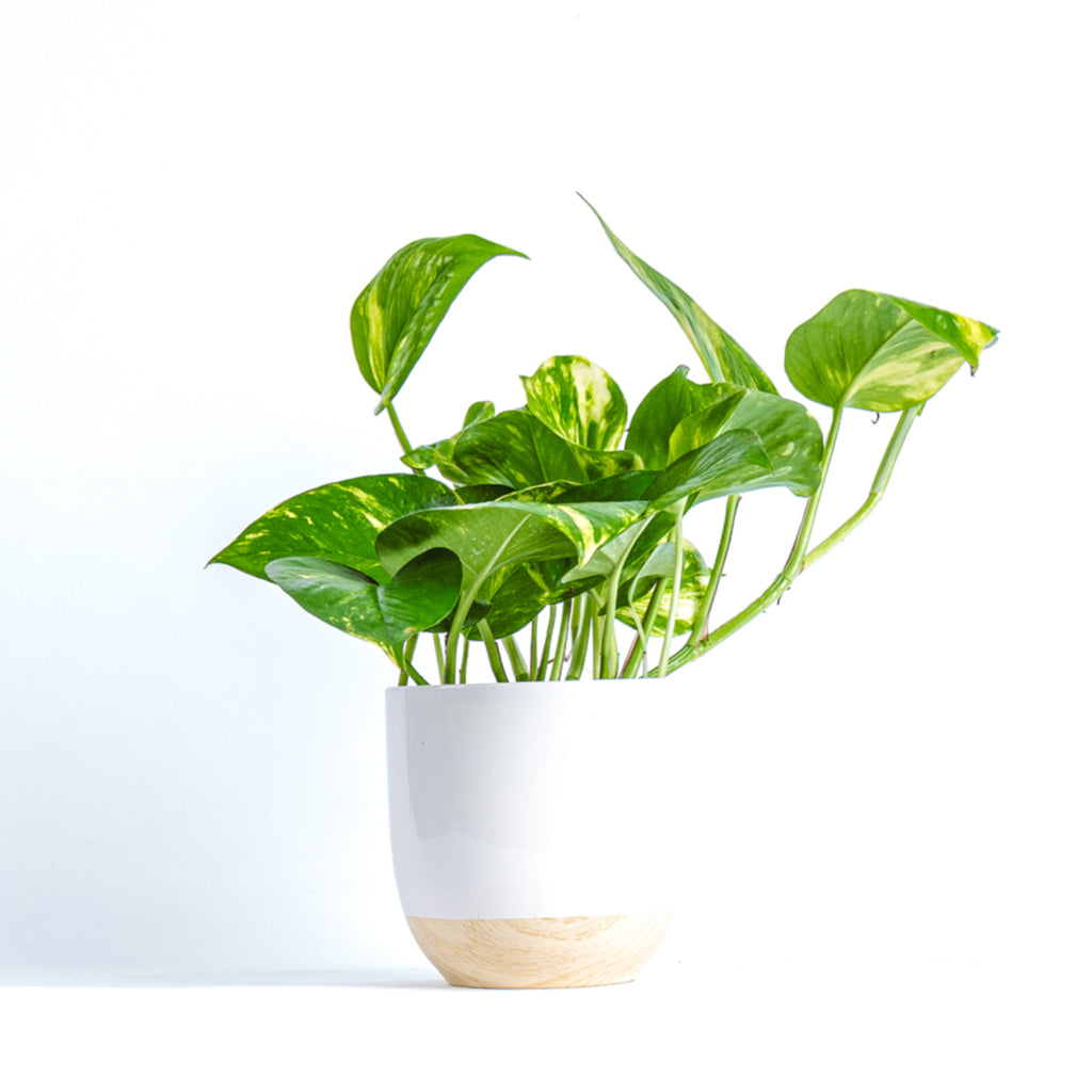 Golden pothos