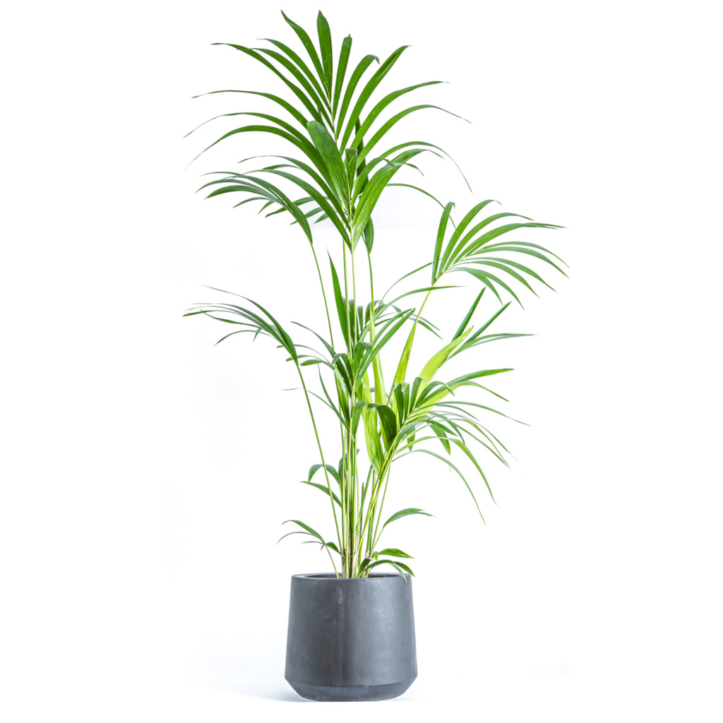 Kentia Palm LARGE