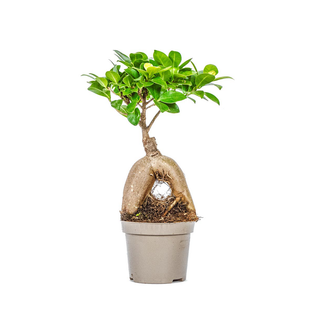 Bonsai Ficus Tree