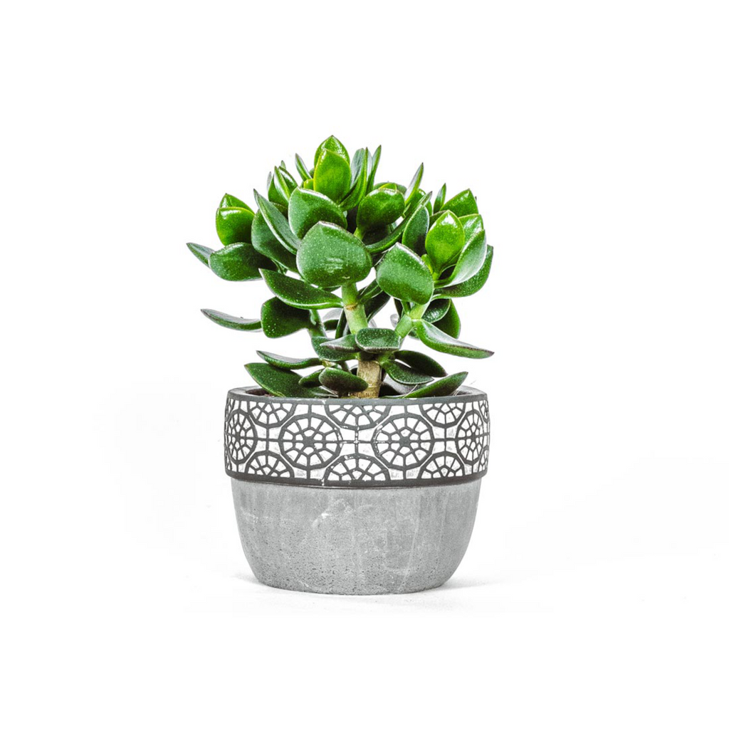 Crassula (Jade Plant) with pot