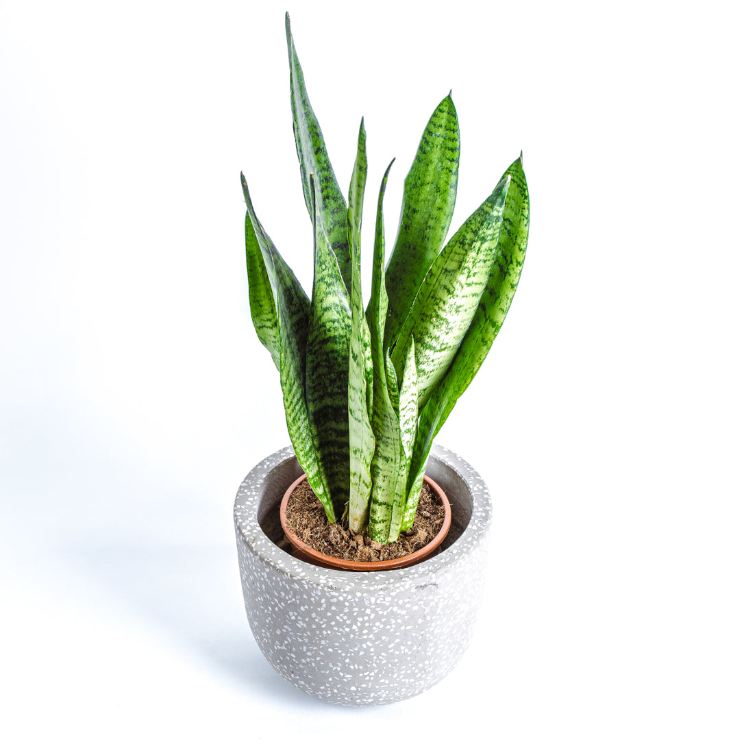 Snake plant