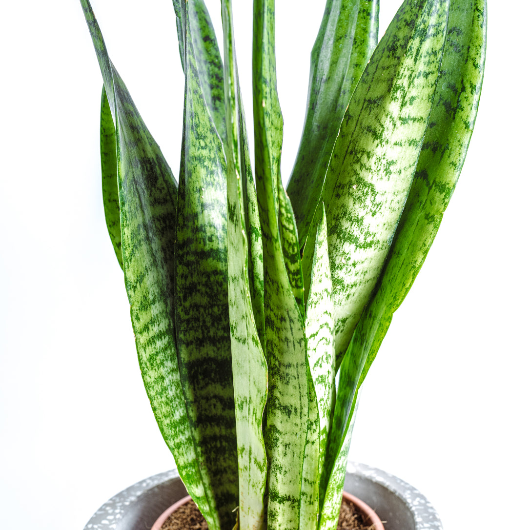 Snake plant