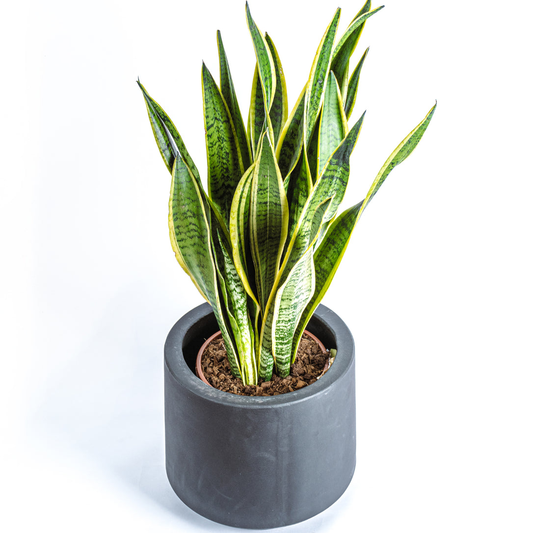 Snake plant