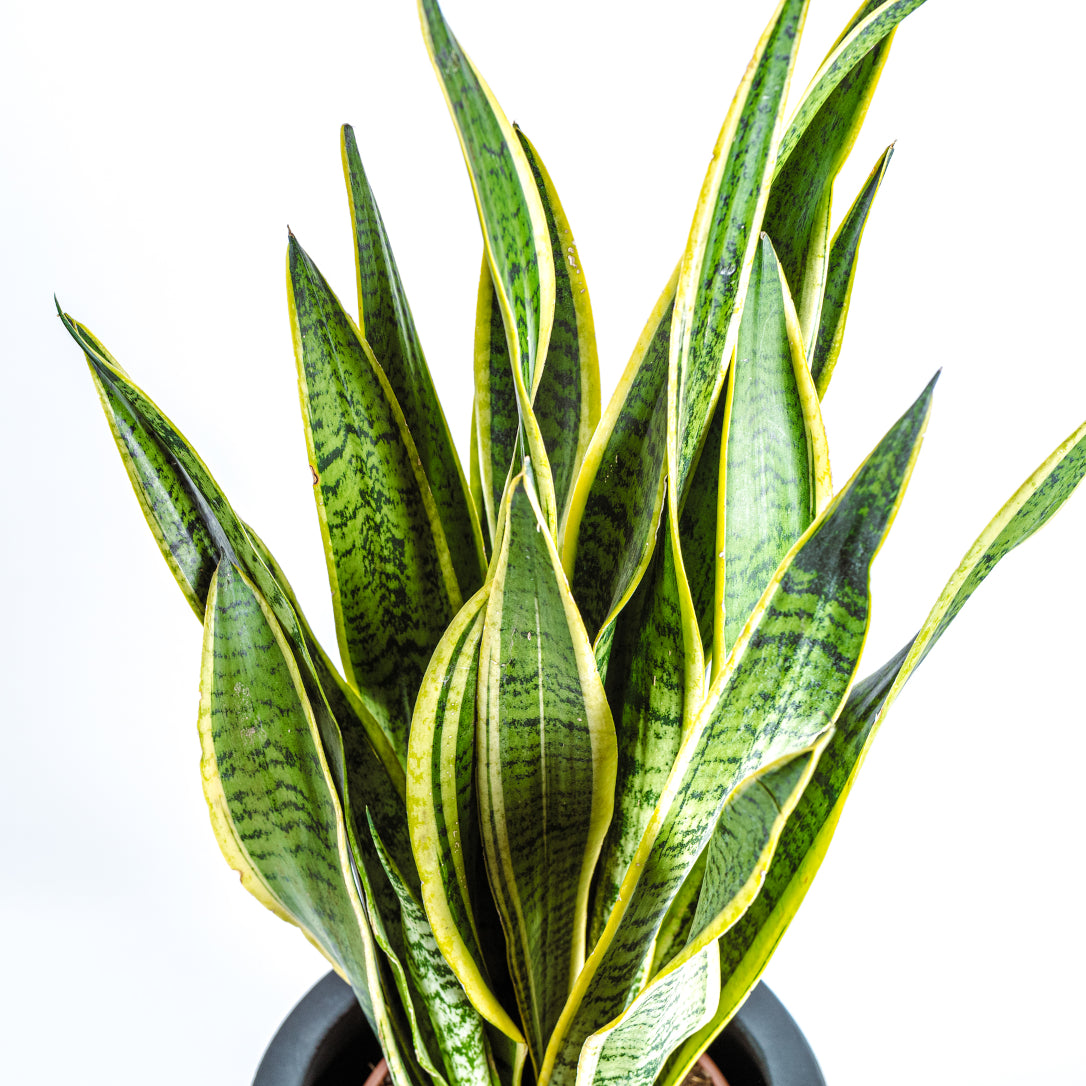 Snake plant