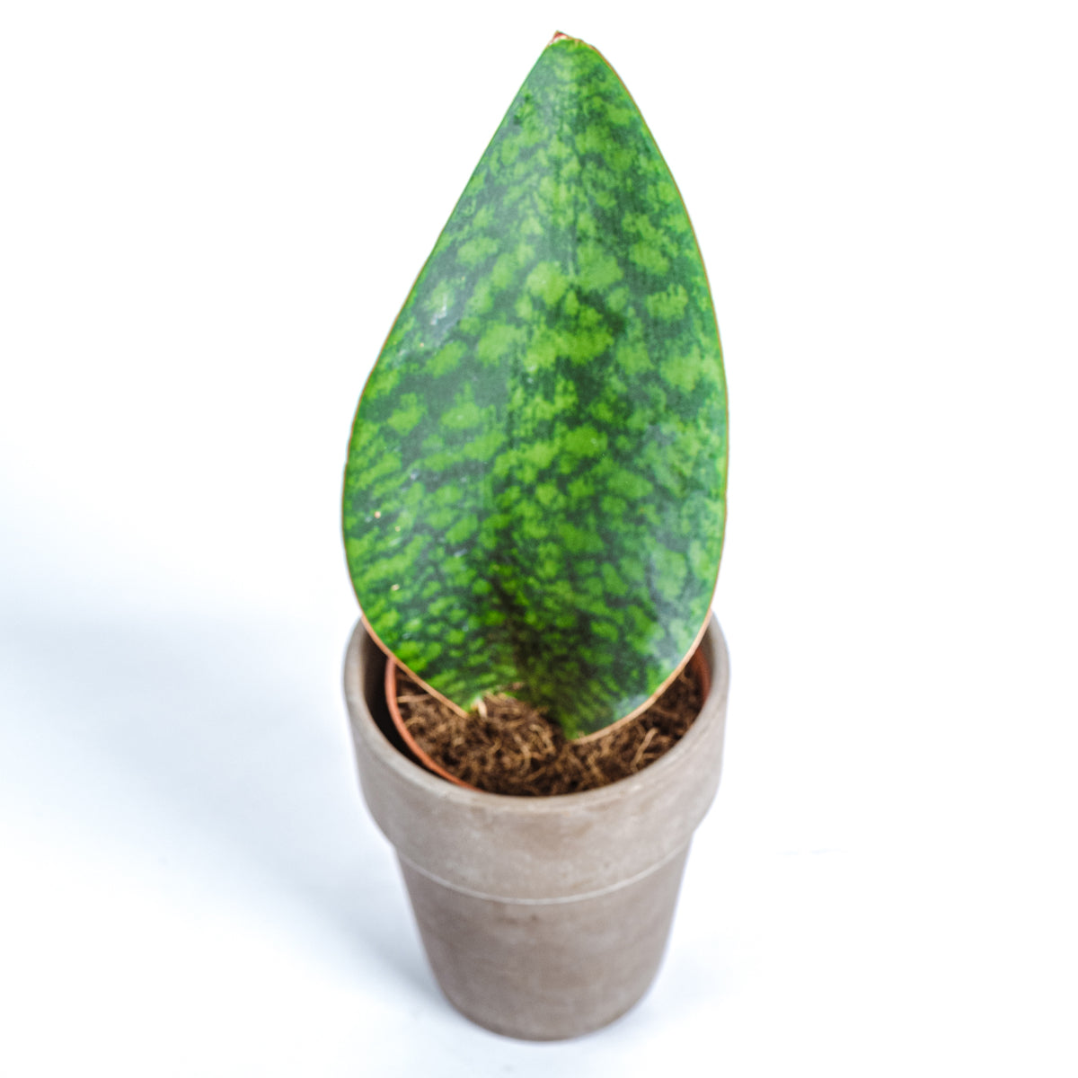 house plants aberdeen Finn