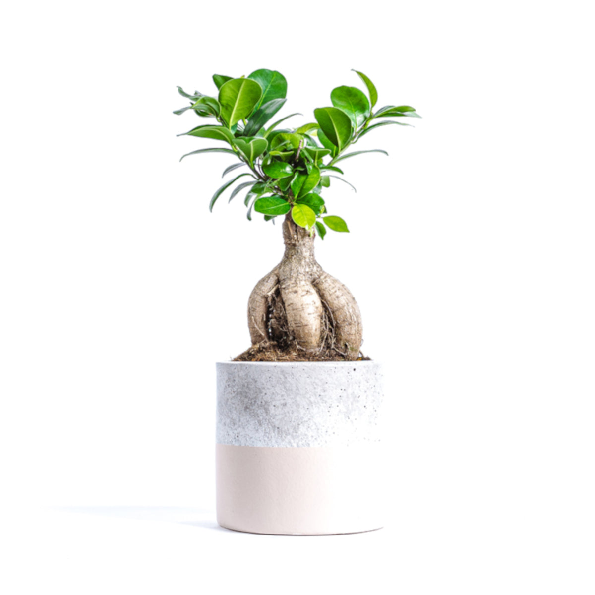 Ficus Ginseng Bonsai