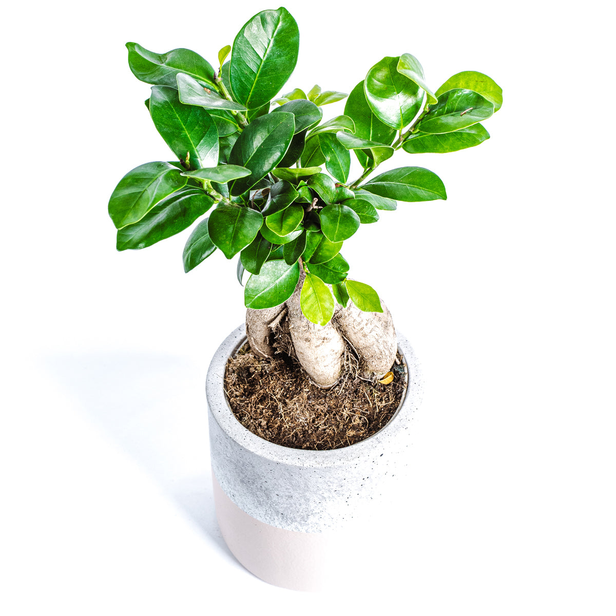 Ficus Ginseng Bonsai