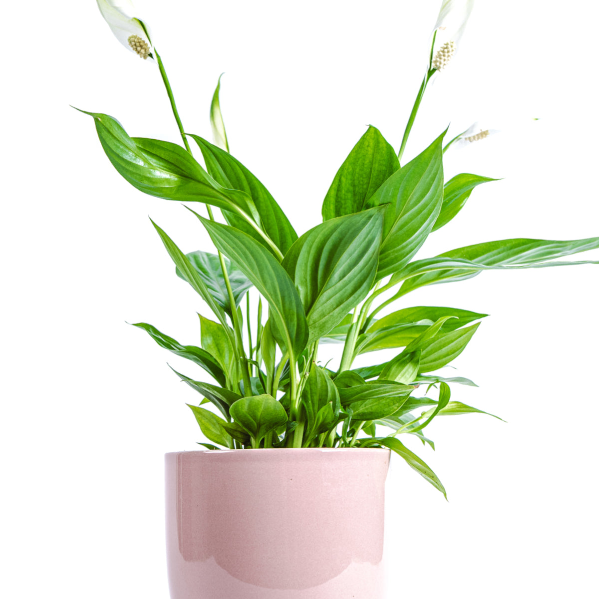 Peace lily