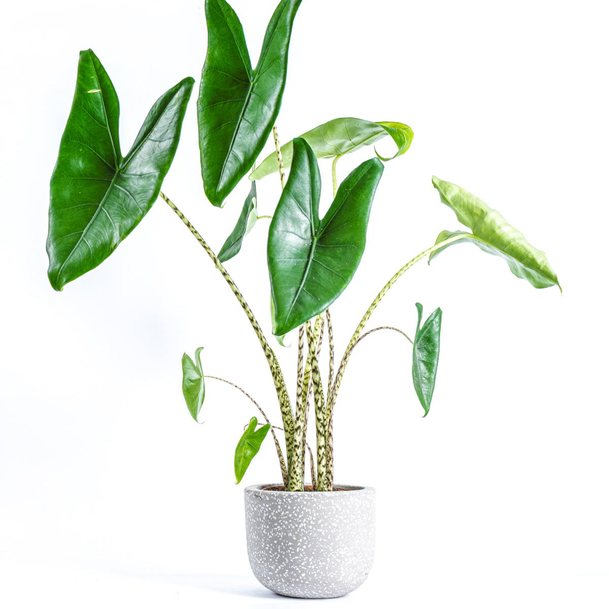 Elephant Ear Plant