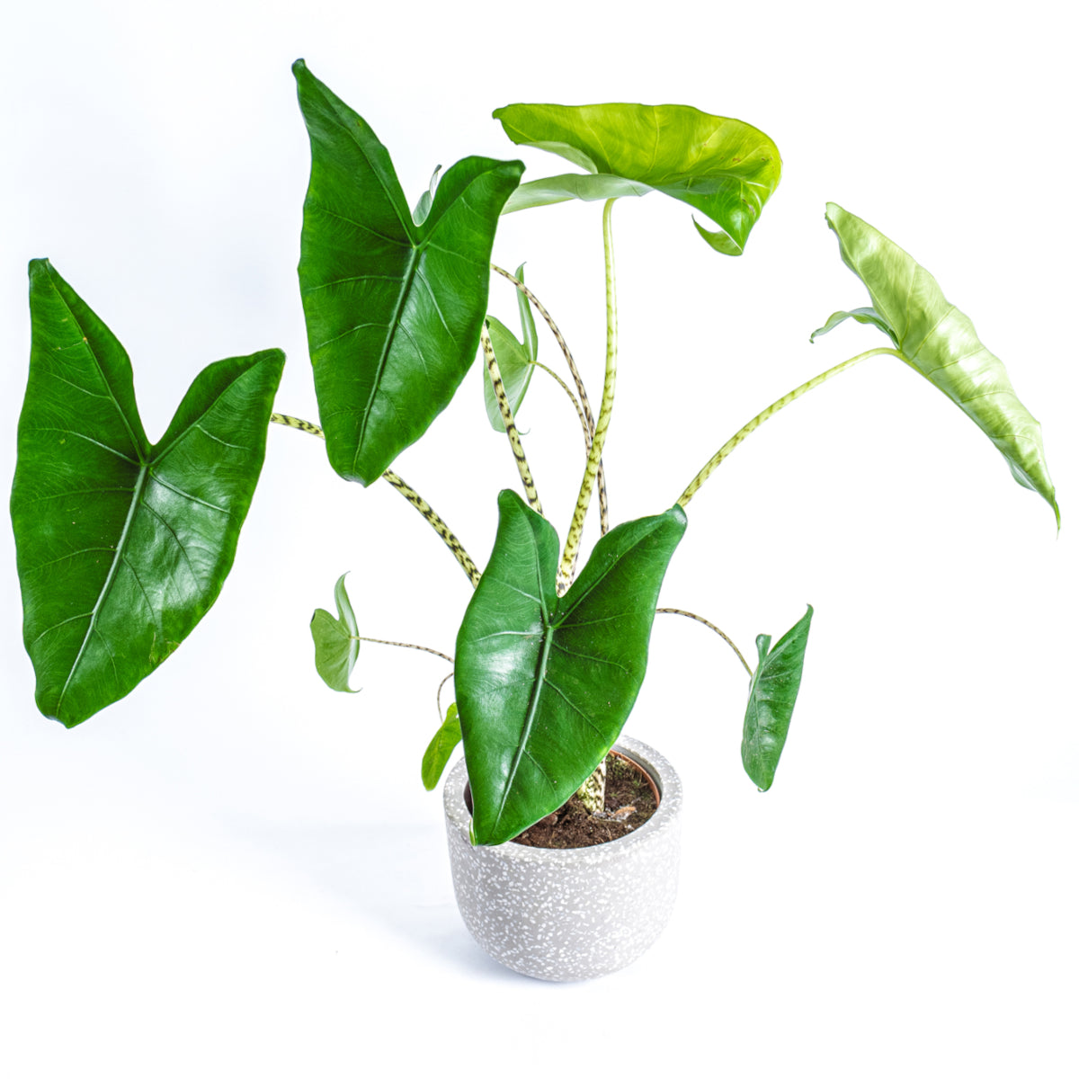 Elephant Ear Plant