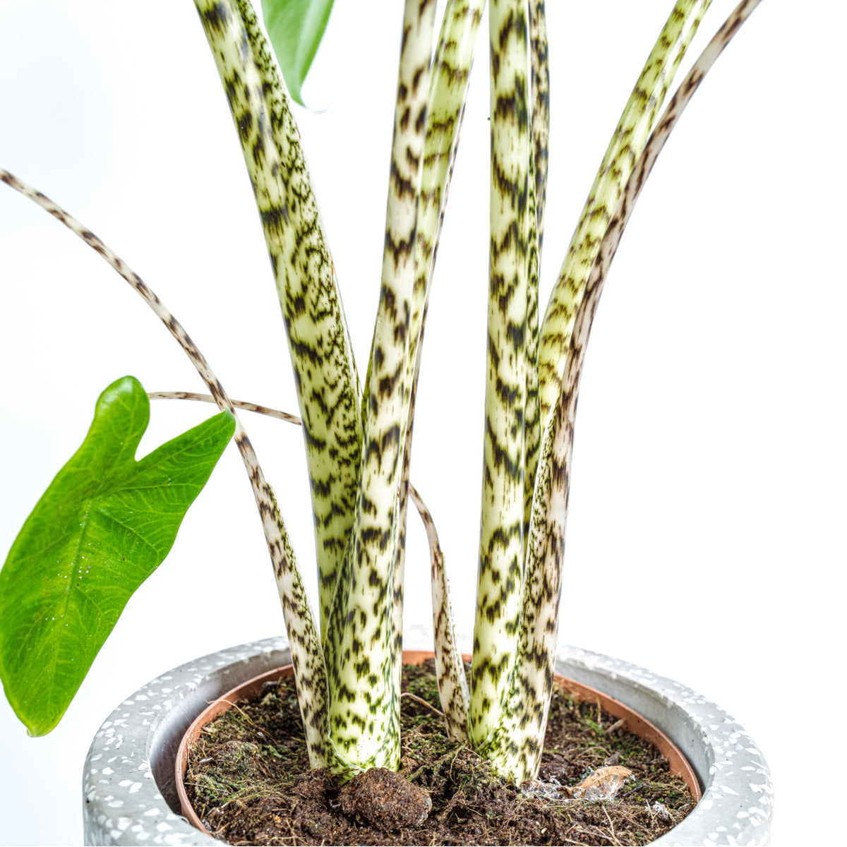 Elephant Ear Plant