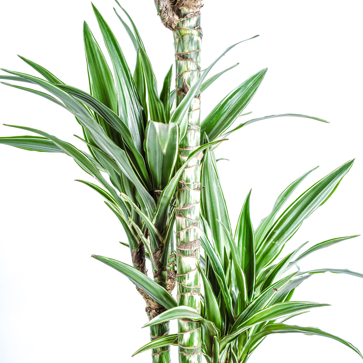 Dragon Plant