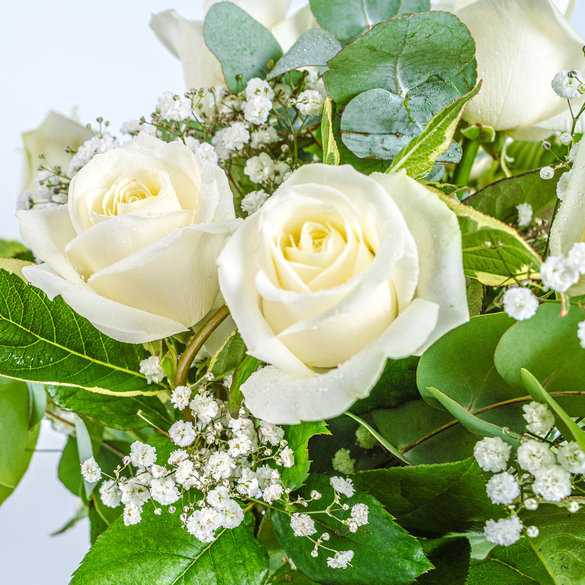 Aberdeen Roses Dozen White Roses | Order Online | XOXO Florist Aberdeen