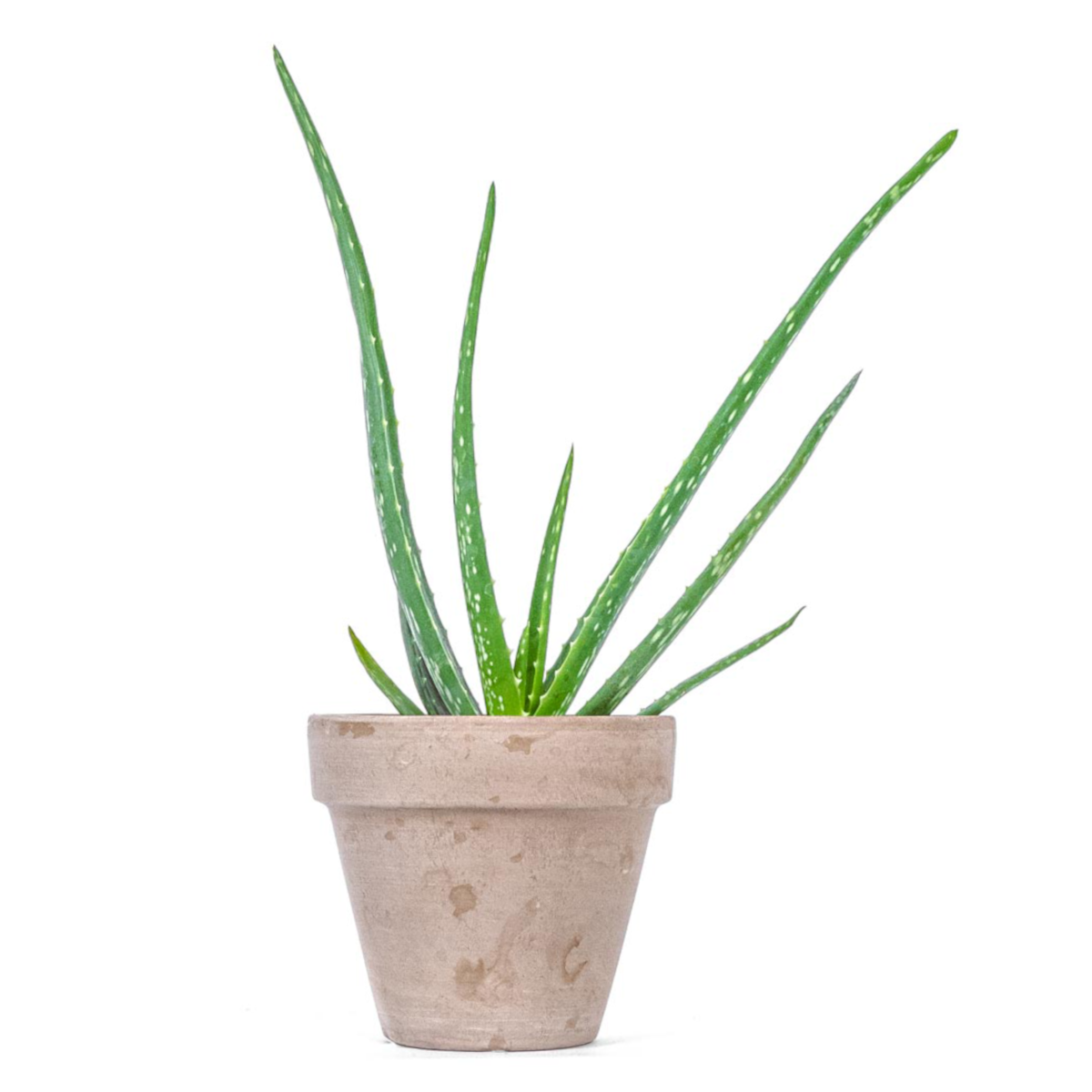 aloe vera plant in uk Aloe vera plant