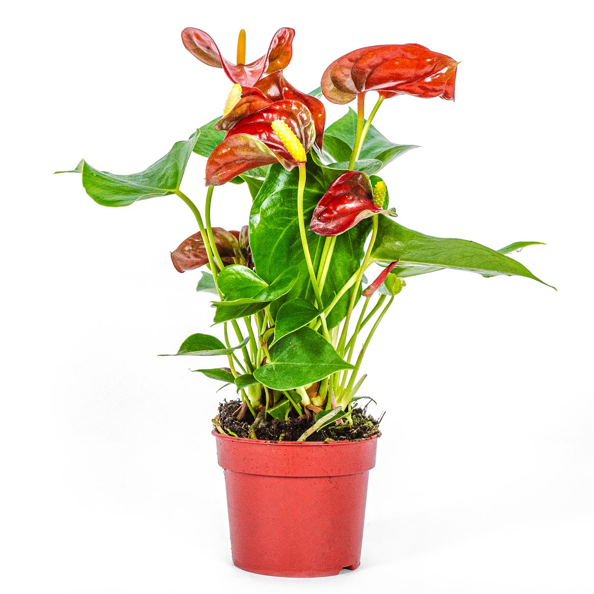 Anthurium plant