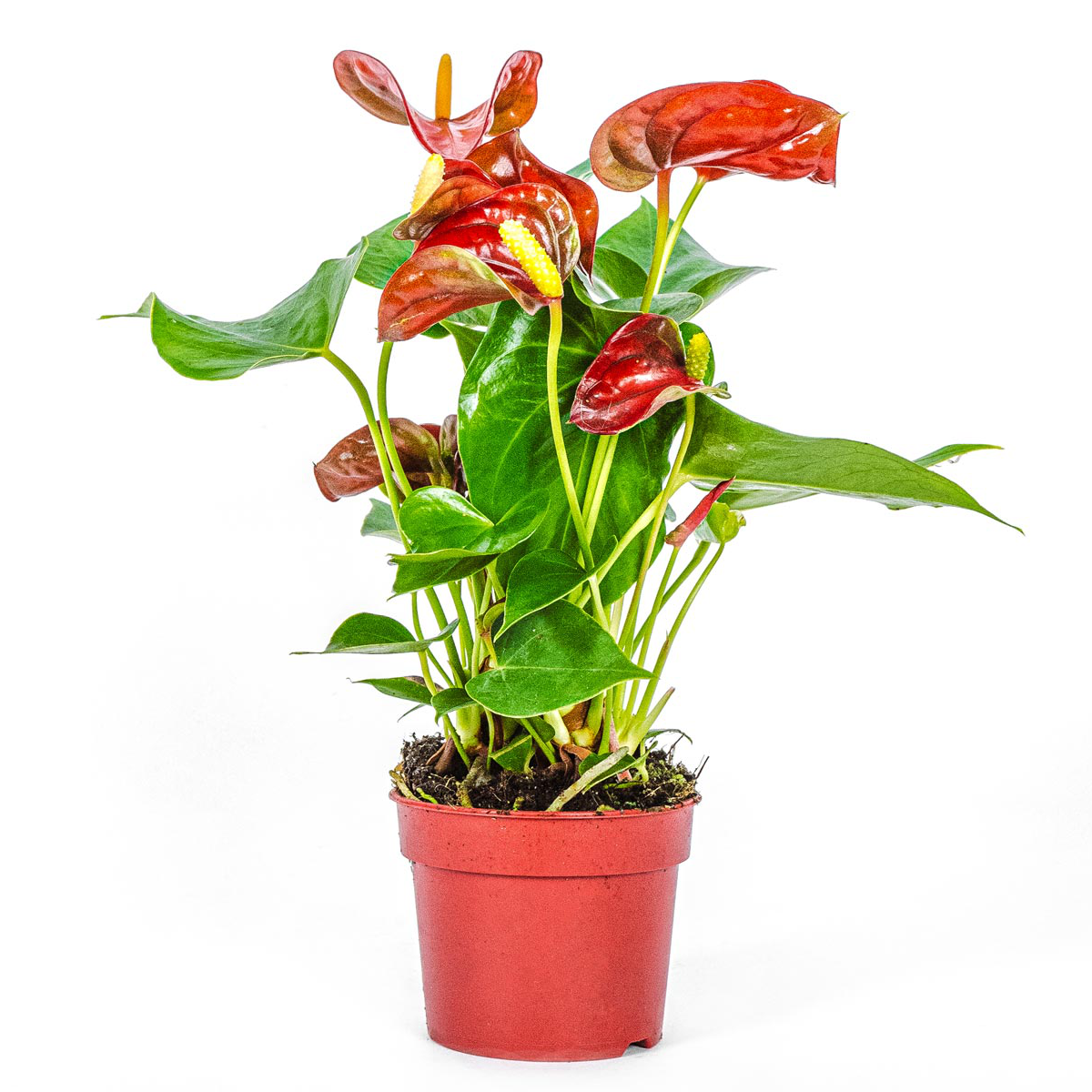 house plants aberdeen Anthurium plant
