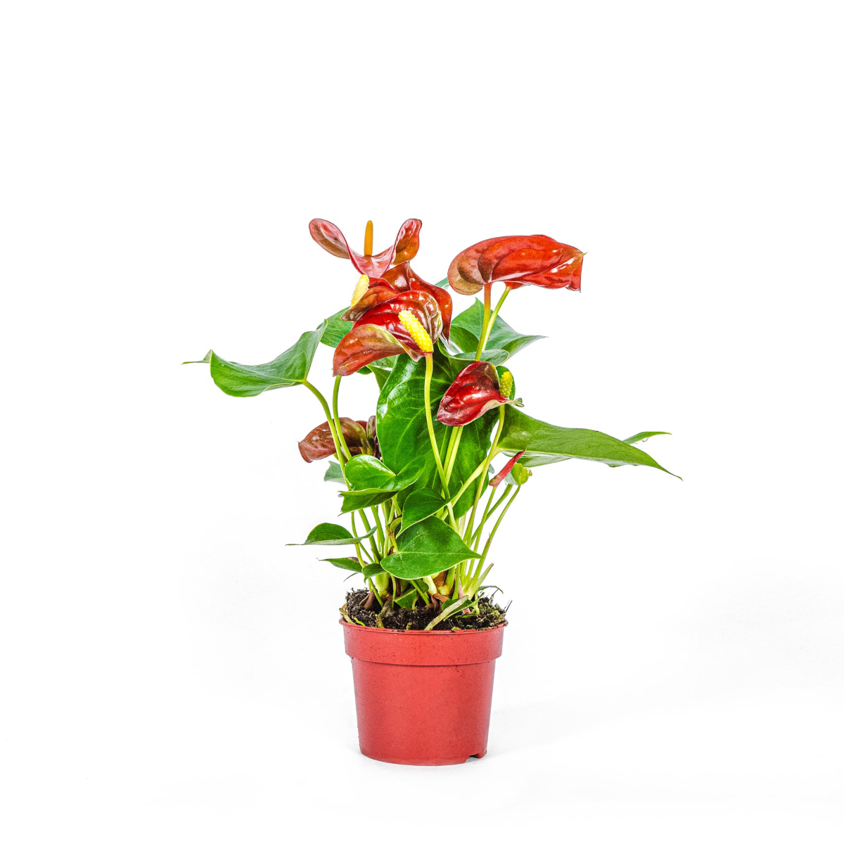 Anthurium plant