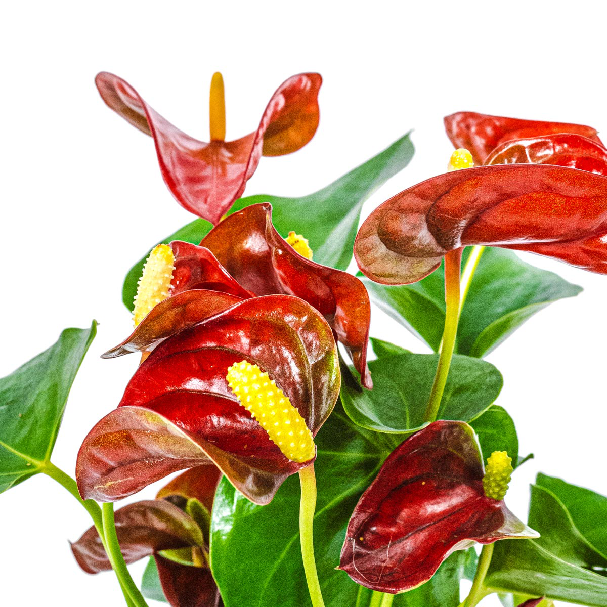 Anthurium plant