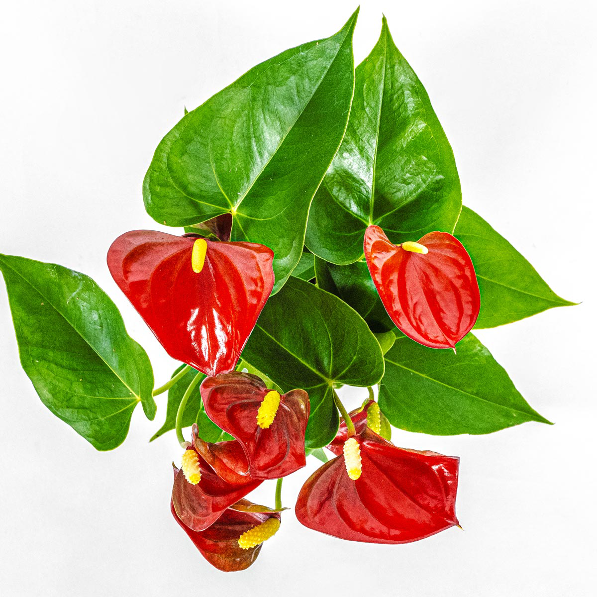 Anthurium plant