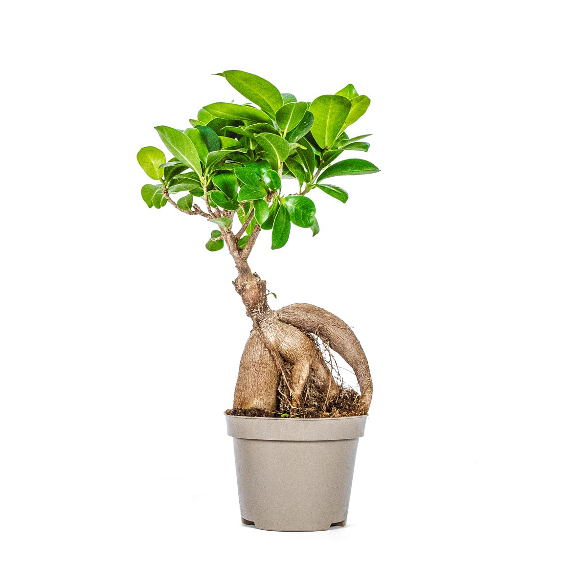 Bonsai Ficus Tree