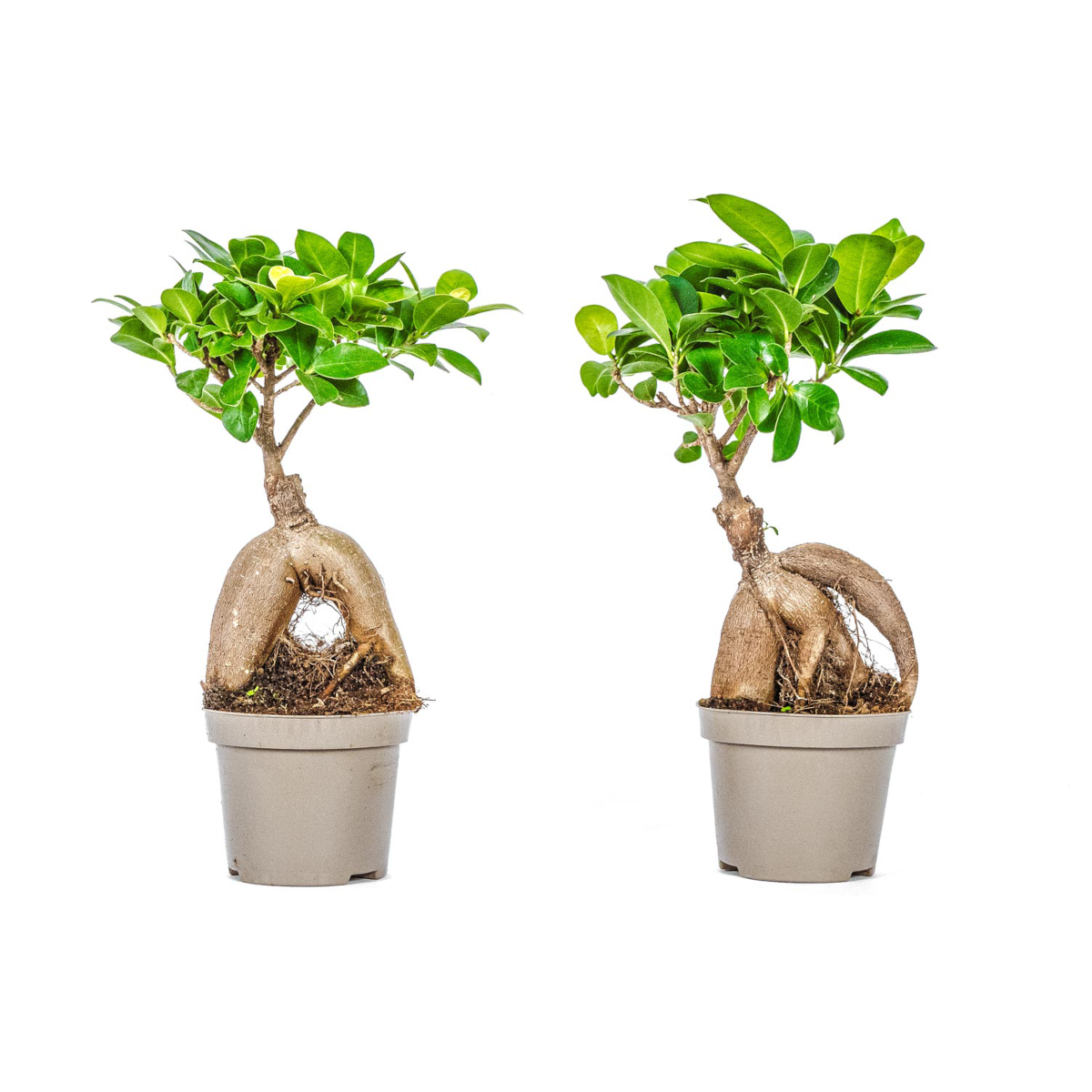 Bonsai Ficus Tree