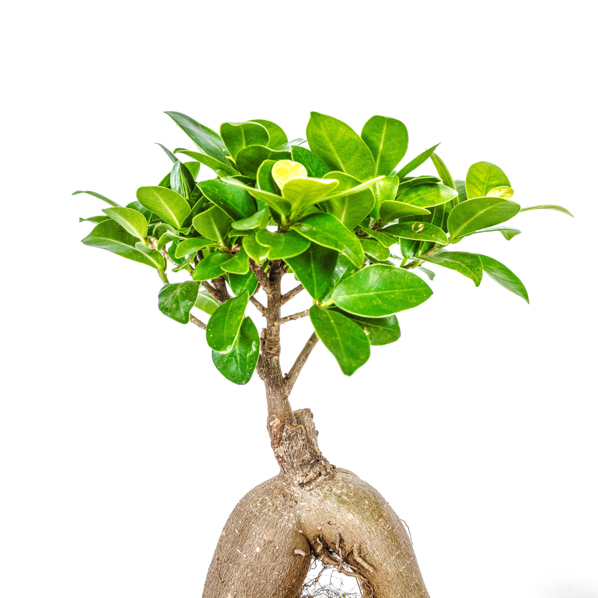 Bonsai Ficus Tree