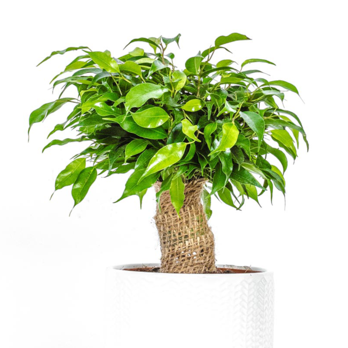 Kinky Ficus Tree