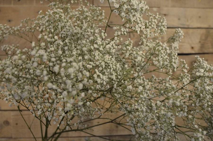 White Gipsofila - Create your own bouquet - XOXO Florist Aberdeen, Flowers Aberdeen, Flowers Delivered