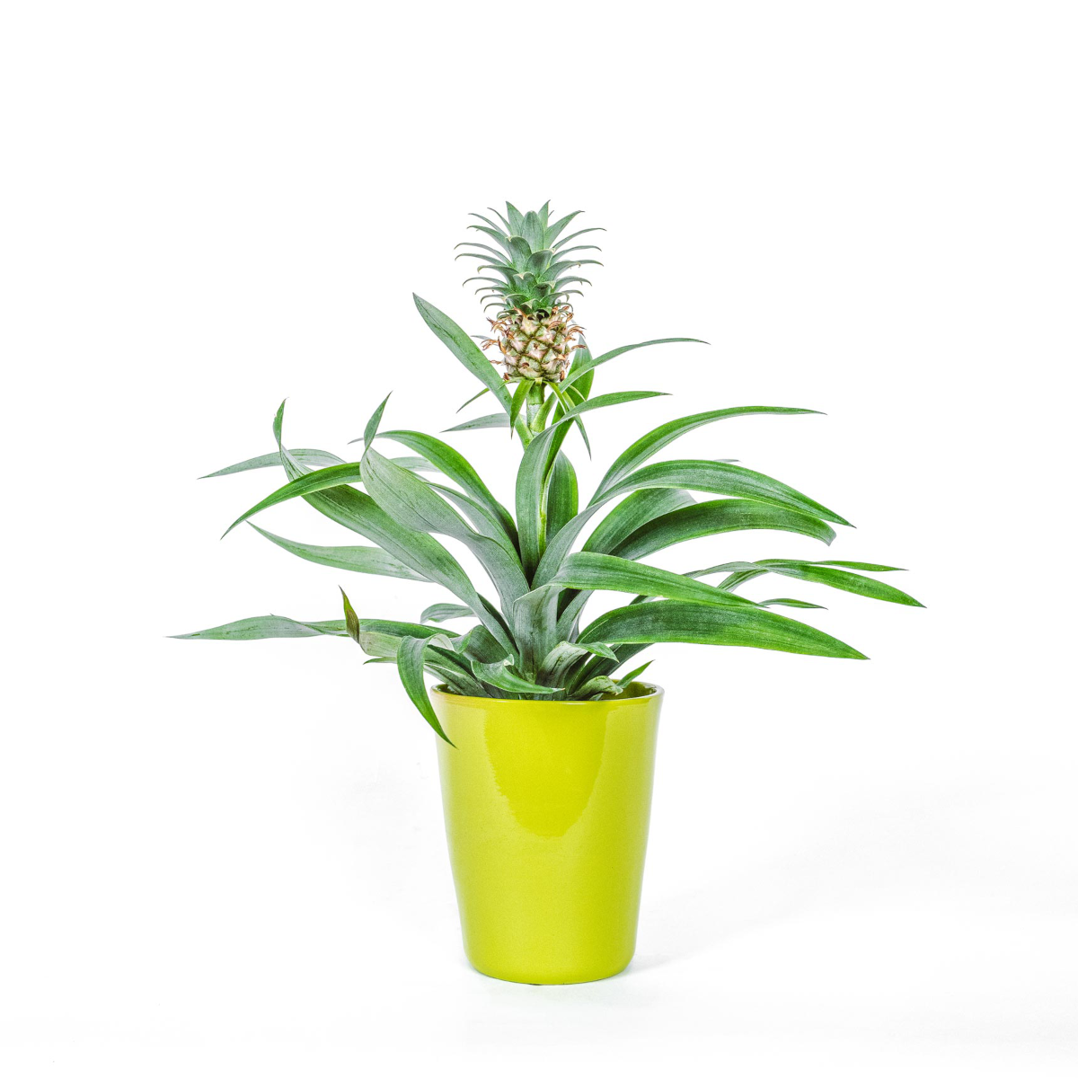 Pineapple plant