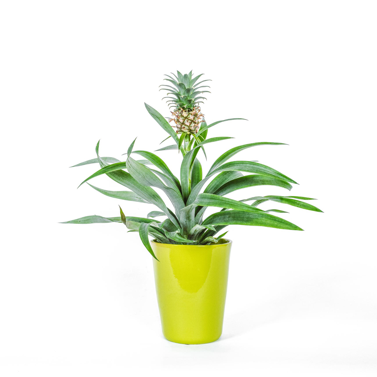 can you eat mini pineapple plant Pineapple plant