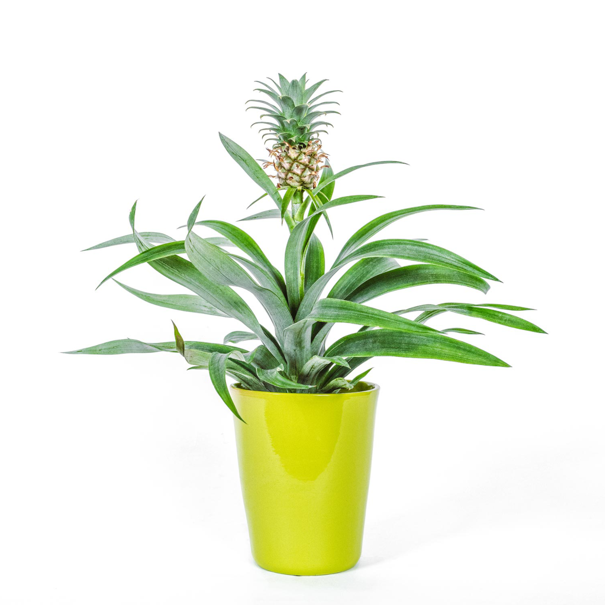 Pineapple plant