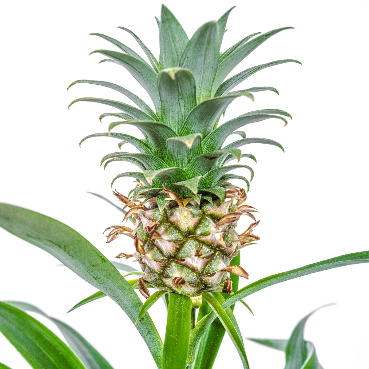 Pineapple plant