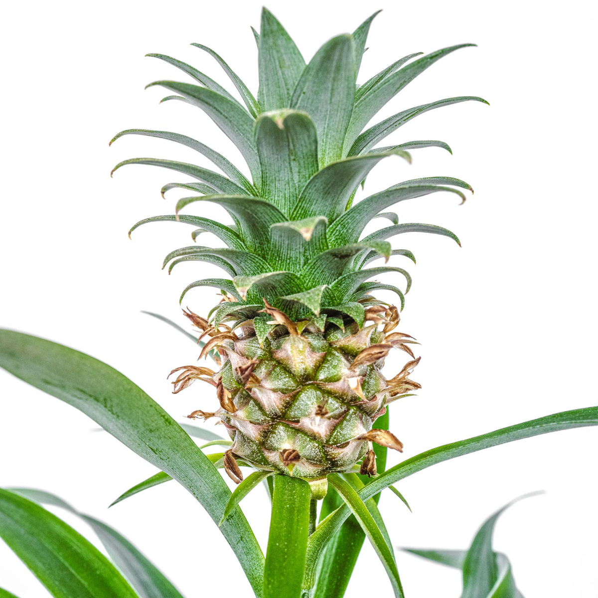 buy pineapple plant ireland Pineapple plant