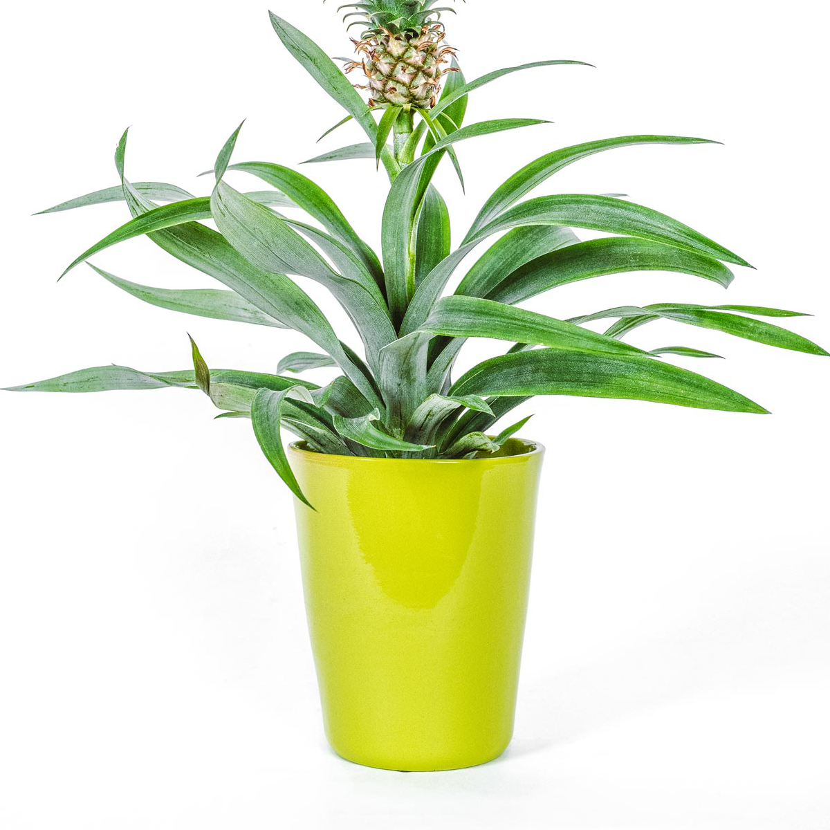 Pineapple plant