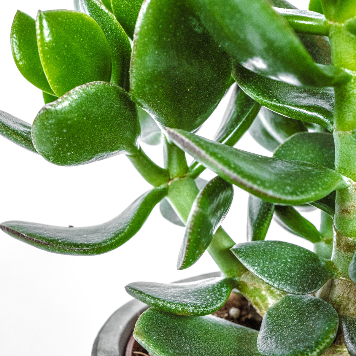 Crassula (Jade Plant) with pot