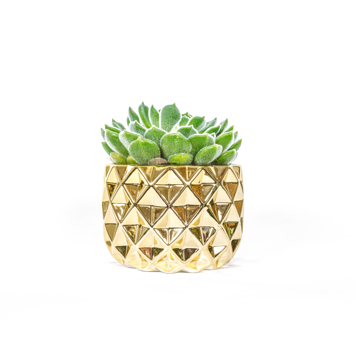 succulent plants las vegas Echeveria Las Vegas with gold pot