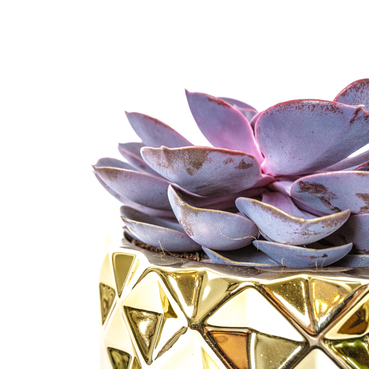 Echeveria Las Vegas with gold pot