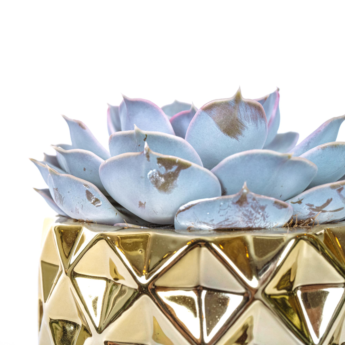 Echeveria Las Vegas with gold pot