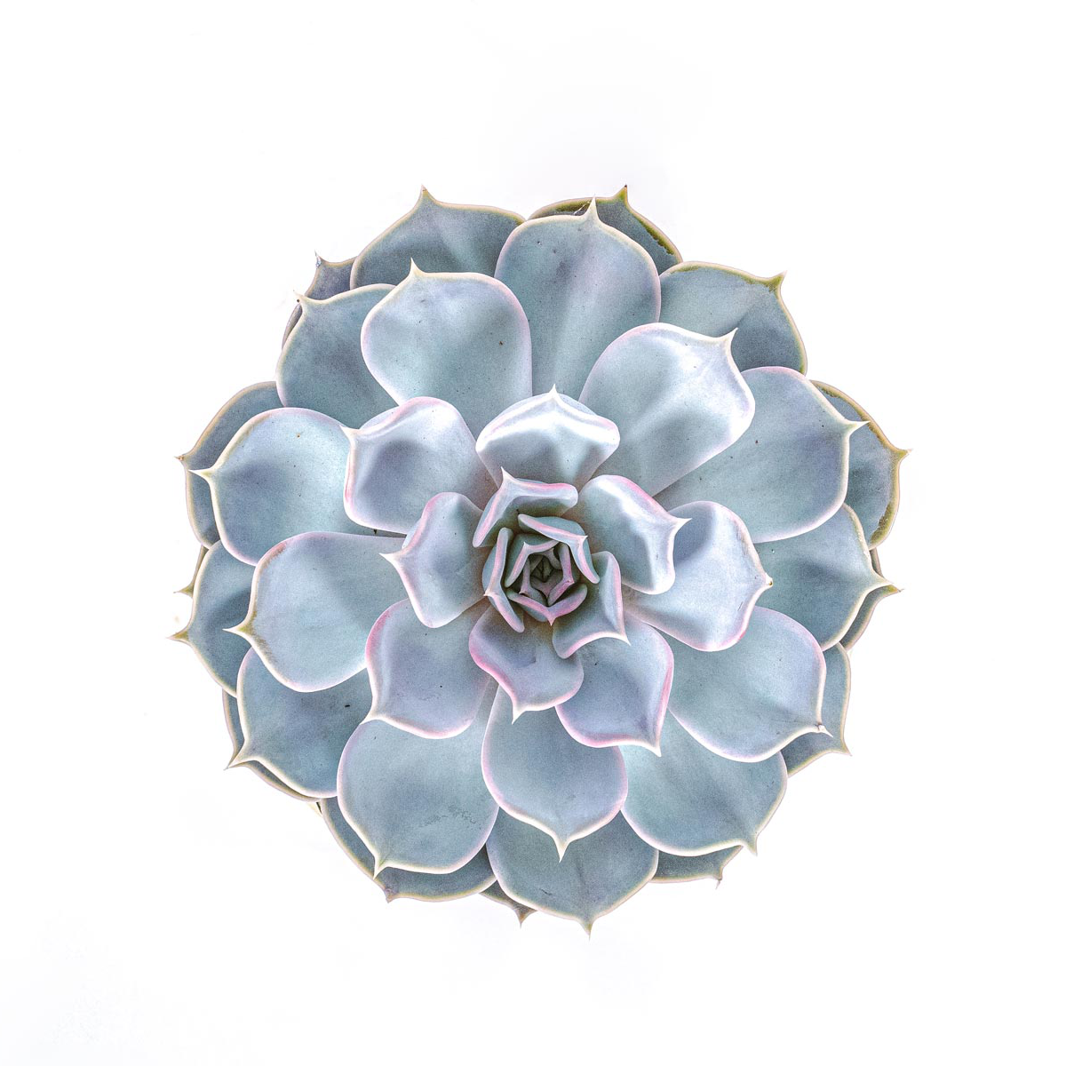 Echeveria Las Vegas with gold pot